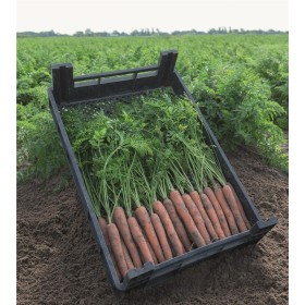 MARCHEW MOKUM 100 TYS 2,2-2,4 PREC.ST