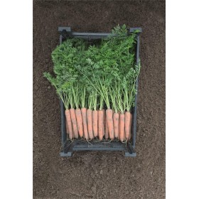 MARCHEW NAPOLI 100 TYS 2,2-2,4 PREC.ST