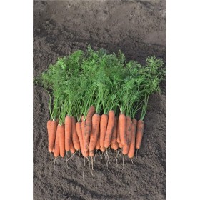 MARCHEW NAGASAKI 1,4-1,6 100T PREC ST