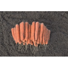 MARCHEW NAGASAKI 1,6-1,8 100T PREC ST