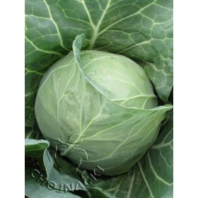 KAPUSTA BIAŁA SAMUEL F1 2,5 TYS