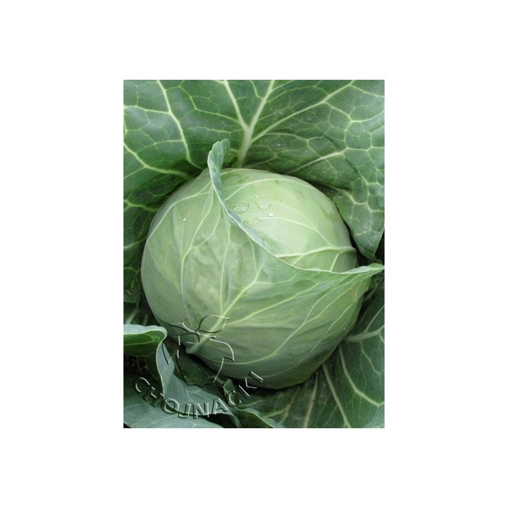 KAPUSTA BIAŁA SAMUEL F1 2,5 TYS