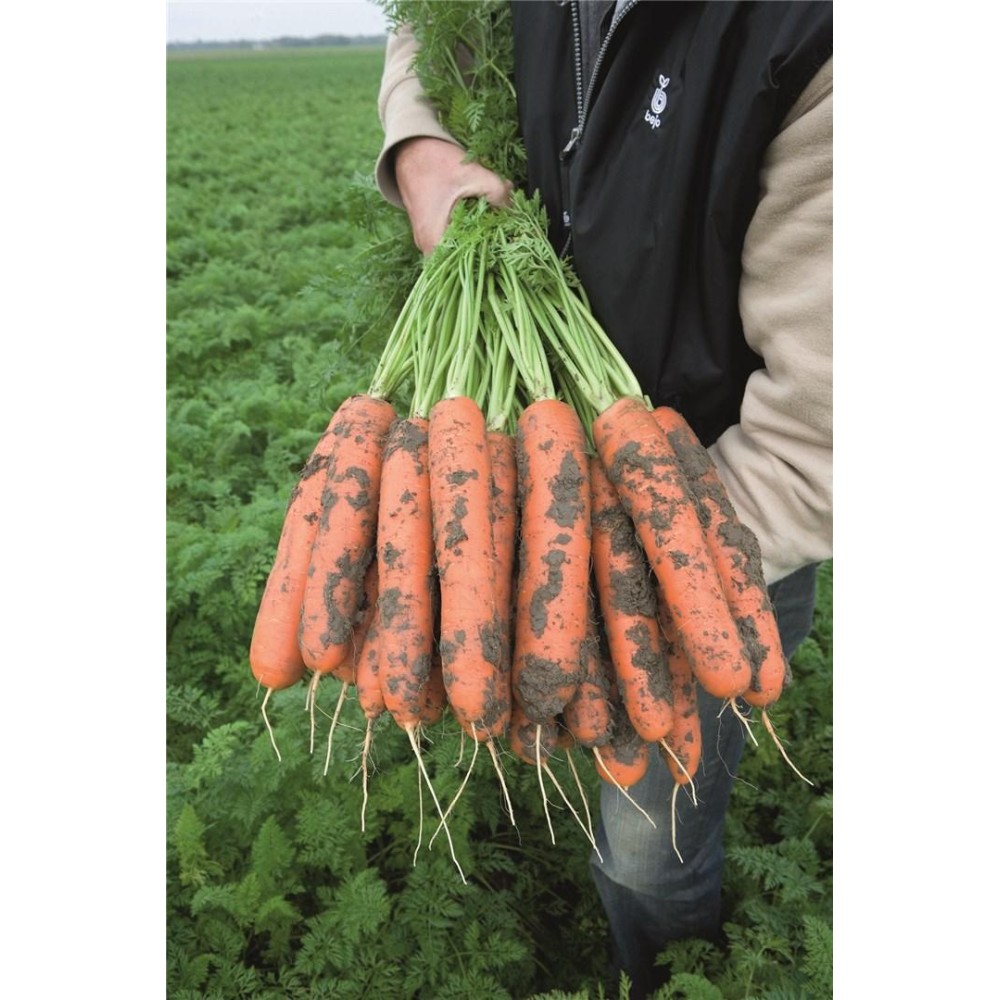 MARCHEW BALTIMORE 100 TYS 1,4-1,6 PREC ST