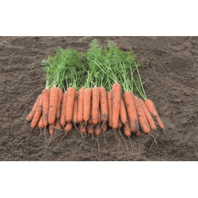 MARCHEW NOVARA 100 TYS (1,8-2,0) ST