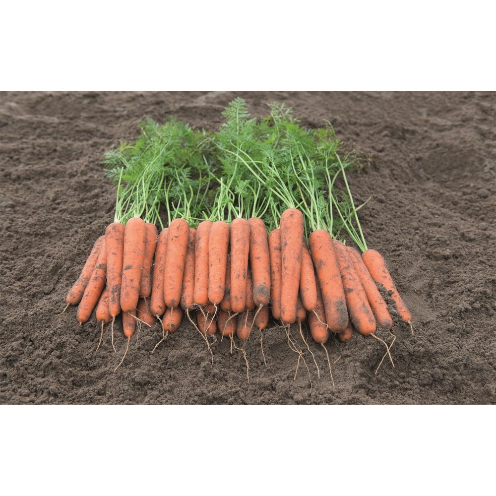 MARCHEW NOVARA 100 TYS (2,0-2,2) ST