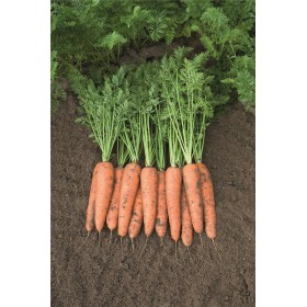 MARCHEW BELGRADO (1,4-1,6) 100 TYS ST