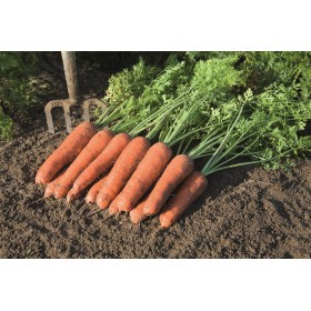 MARCHEW BASTIA 1,4-1,6 100TYS ST