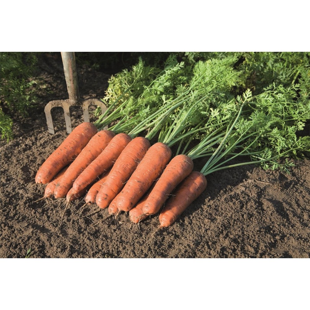 MARCHEW BASTIA 1,4-1,6 100TYS ST