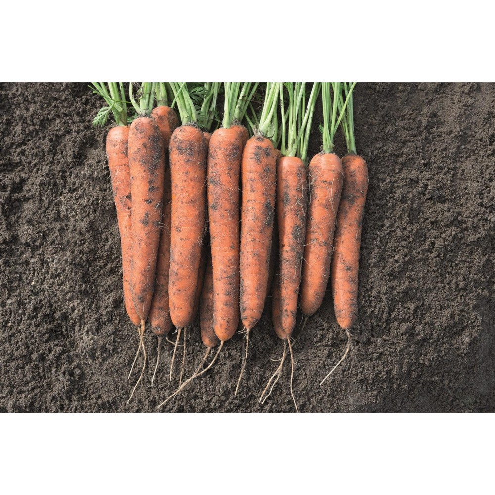 MARCHEW NORWAY 100 TYS 1,4-1,6 PREC.ST