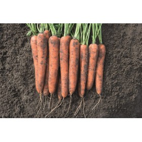 MARCHEW NORWAY 250 TYS 2,0-2,2 PREC. ST