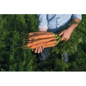 MARCHEW NEVADO 2,0-2,2 PREC 250 TYS ST