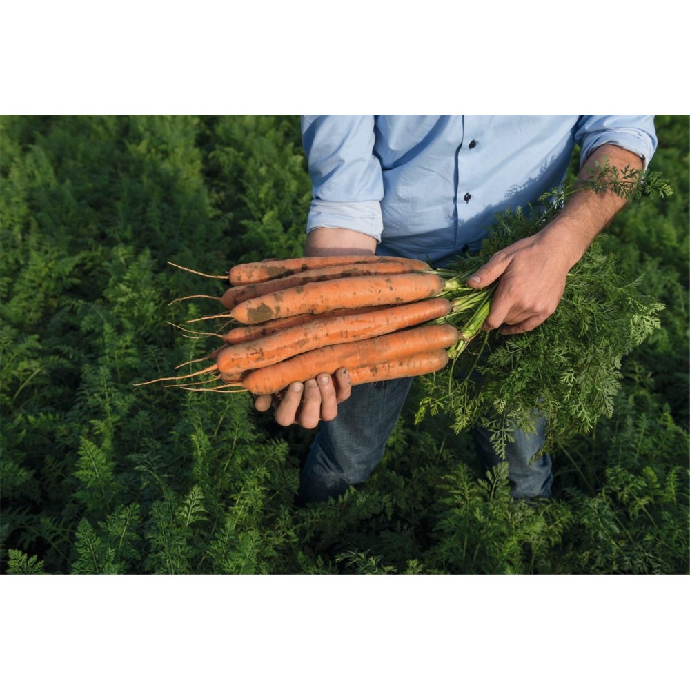 MARCHEW NEVADO 2,2-2,4 PREC 250 TYS ST