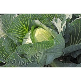 KAPUSTA BIAŁA SIRCON 2,5TYS PRECYZYJNE ST