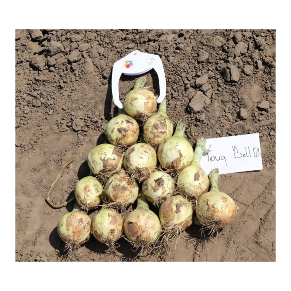 CEBULA ZIMUJĄCA TOUGH BALL 250T PREC TAKI SEED