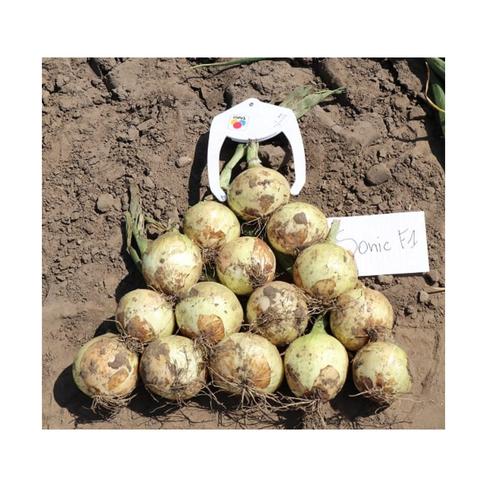 CEBULA ZIMUJĄCA SONIC 250TYS PREC TAKI SEED