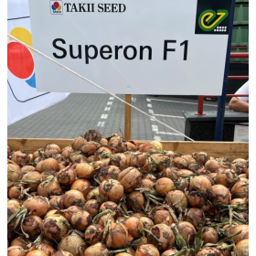 CEBULA SUPERON 250TYS PREC TAKI SEED