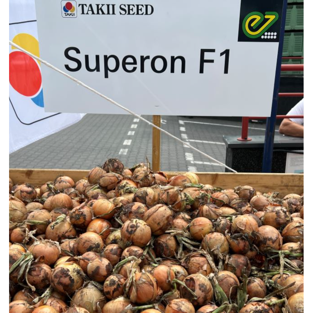 CEBULA SUPERON 250TYS PREC TAKI SEED