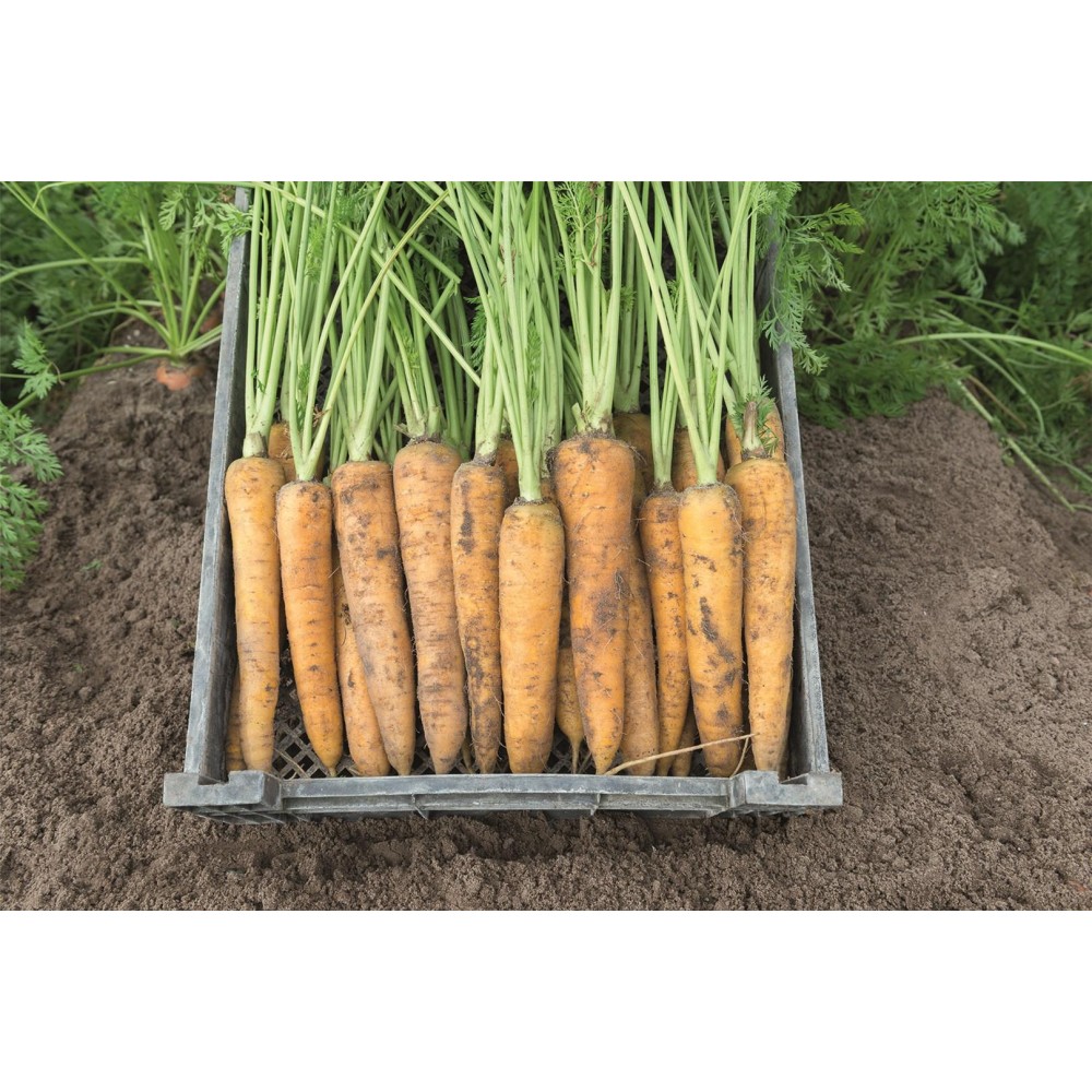 MARCHEW YELLOWSTONE PREC 1,6-1,8 100 TYS  ST