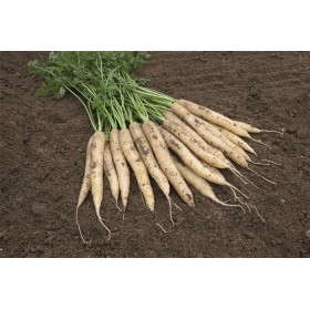 MARCHEW WHITE SATIN F1 (1,4-1,6) 100 TYS ST