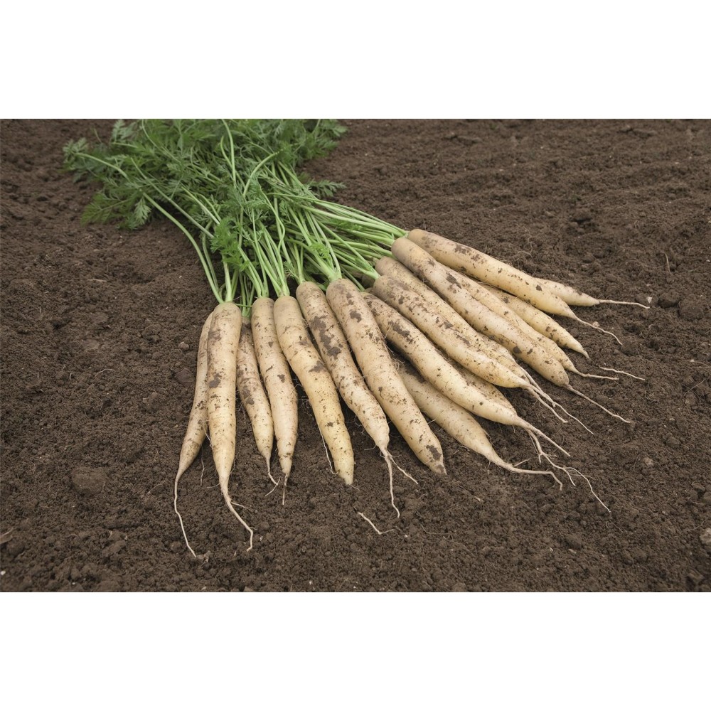 MARCHEW WHITE SATIN F1 (1,4-1,6) 100 TYS ST