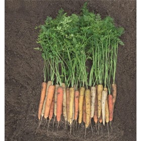 MARCHEW RAINBOW 100 TYS 1,4-1,6 STD