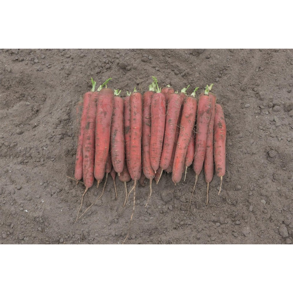 MARCHEW REDSUN 100 TYS 2,0-2,2 STD