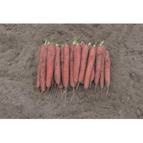 MARCHEW REDSUN 100 TYS 2,2-2,4 STD