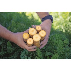 MARCHEW ŻÓŁTA MELLO YELLO 100 TYS (2,2-2,4) ST