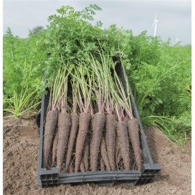 MARCHEW FIOLETOWA DEEP PURPLE 100 TYS 1,6-1,8 ST