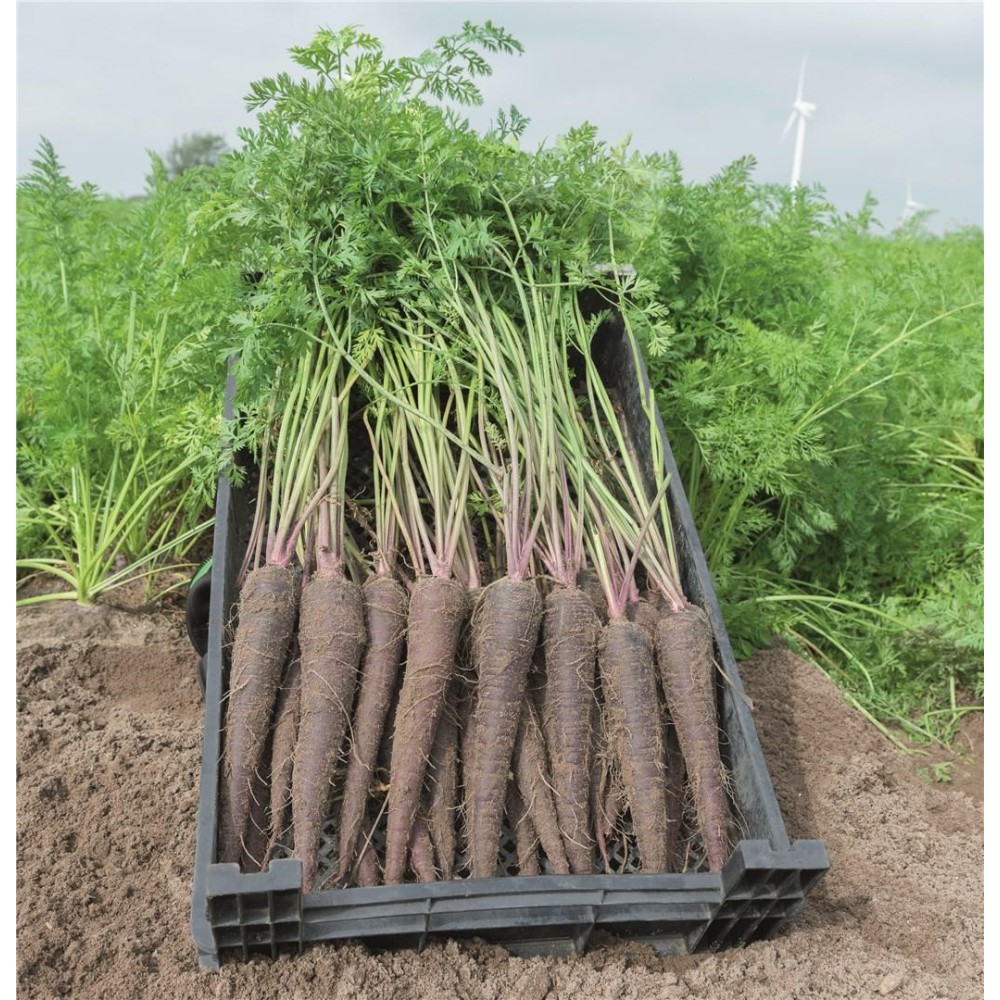 MARCHEW FIOLETOWA DEEP PURPLE 100 TYS 1,6-1,8 ST