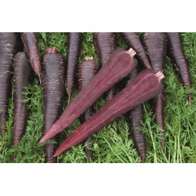 MARCHEW FIOLETOWA DEEP PURPLE 100 TYS 2,0-2,2 ST