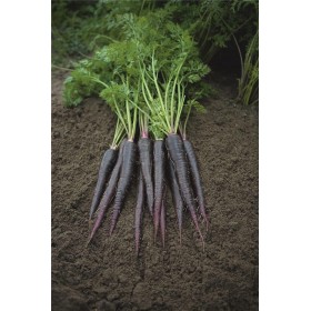 MARCHEW FIOLETOWA DEEP PURPLE 100 TYS 2,2-2,4 ST