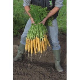 MARCHEW YELLOW MOON 100 TYS 1,4-1,6 ST