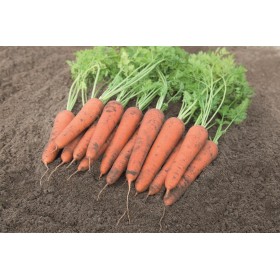 MARCHEW FARAH 100 TYS 2,2-2,4 PREC ST