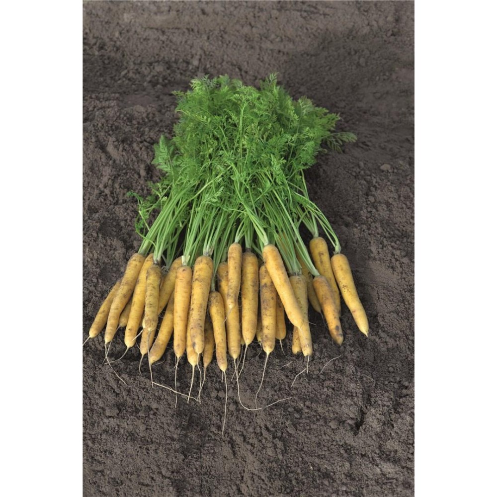 MARCHEW YELLOW MOON 100 TYS 2,2-2,4 ST