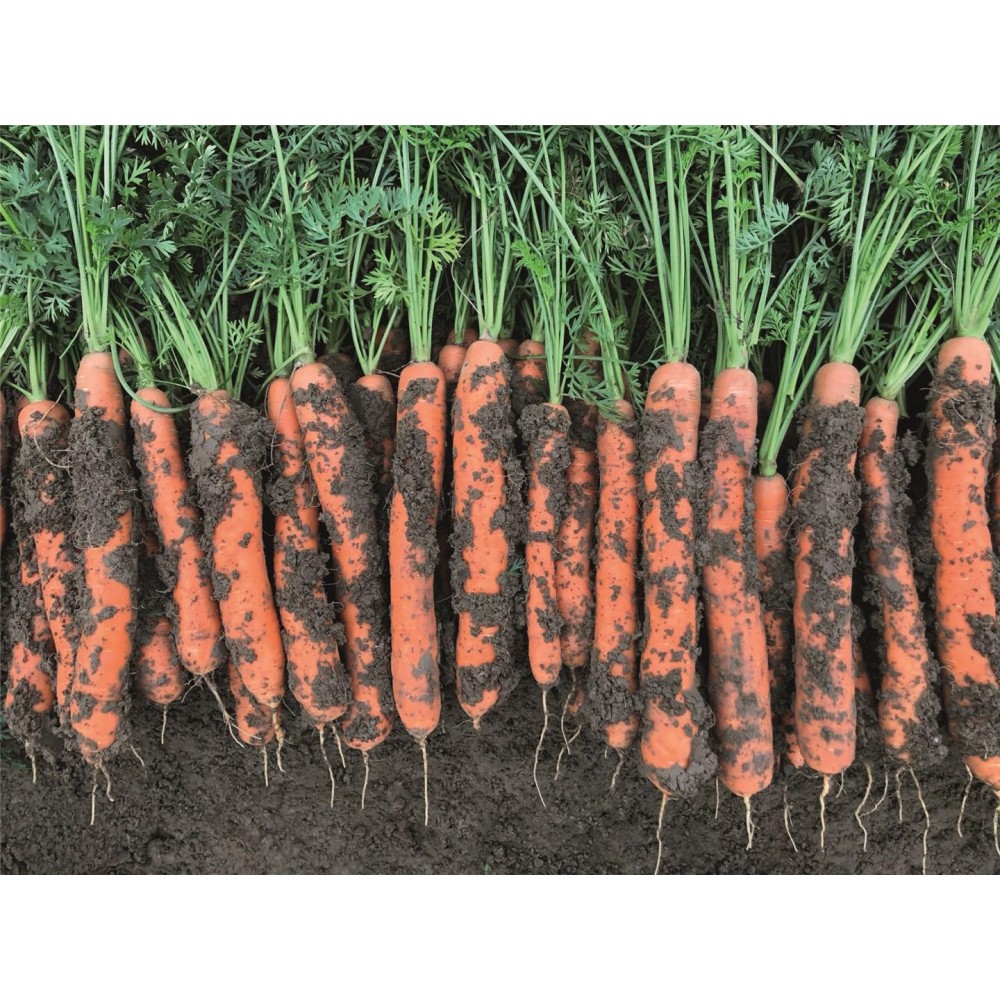 MARCHEW NORDHORN B-MOX PREC PODK. 1,4-1,6 100 TYS  ST