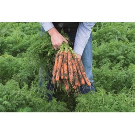 MARCHEW NERAC B-MOX PREC PODK. 2,2-2,4 100 TYS  ST