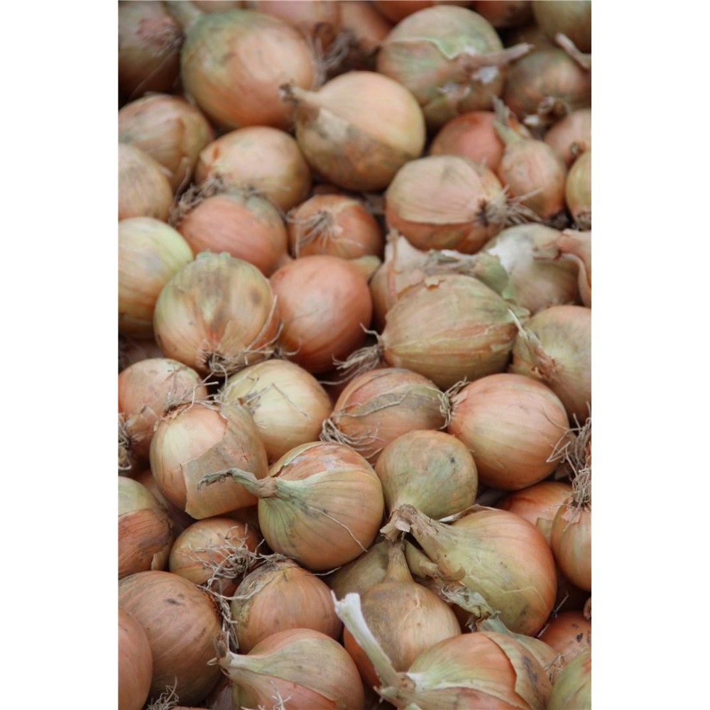 CEBULA HYSTORE F1 250 TYS  STD