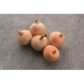 CEBULA HYTUNE F1 250 TYS B-MOX PODK. PREC. STD