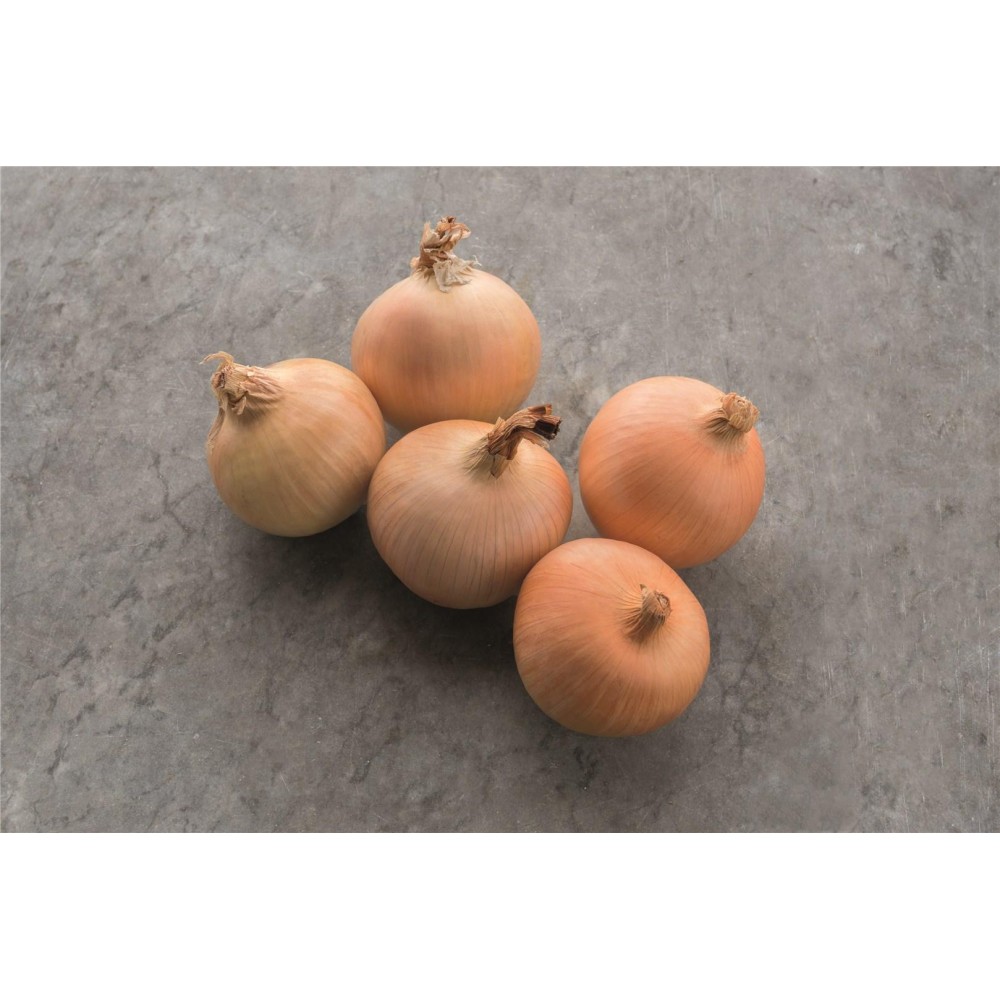 CEBULA HYTUNE F1 250 TYS B-MOX PODK. PREC. STD