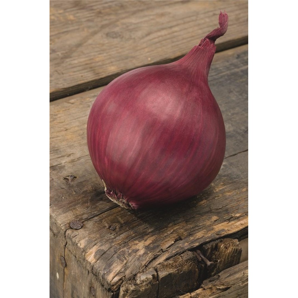 CEBULA CZERWONA RED RAY B-MOX PODK. PREC 250 TYS STD