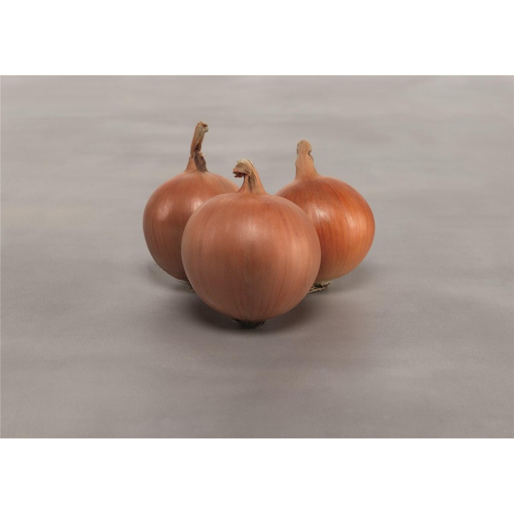 CEBULA VELETA PREC 250 TYS ST