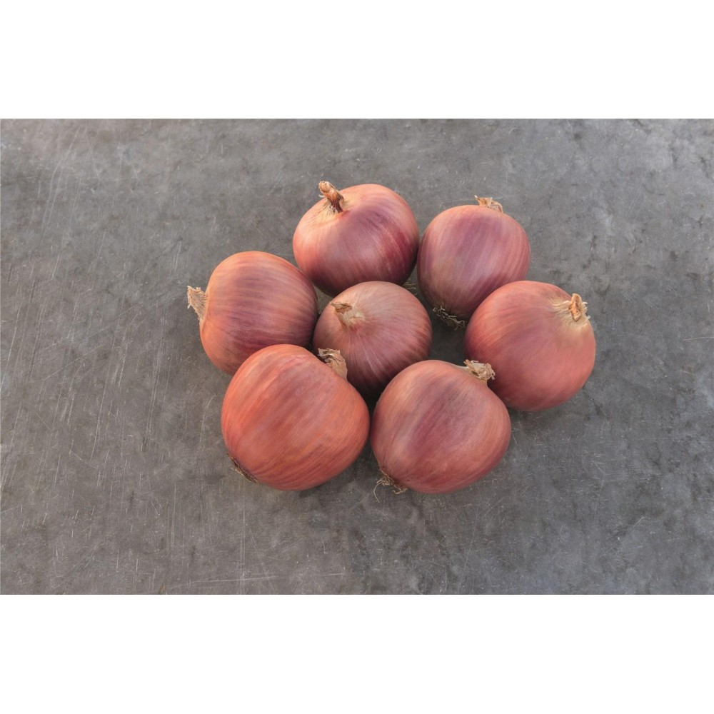 CEBULA BLUSH PREC 250 TYS ST