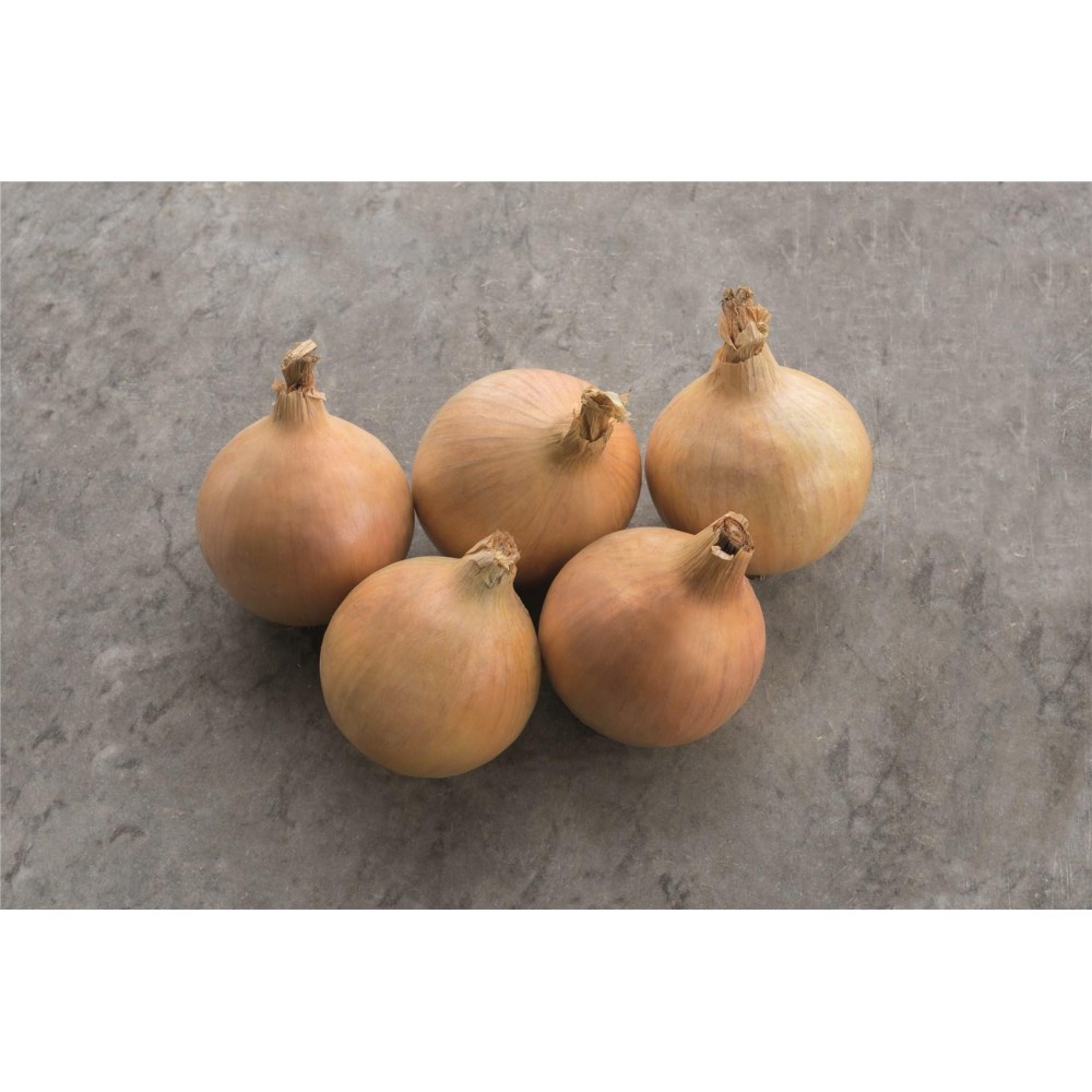 CEBULA HYBOUND PREC 250 TYS ST