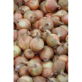 CEBULA HYFIVE B-MOX PODK. PREC 250 TYS ST