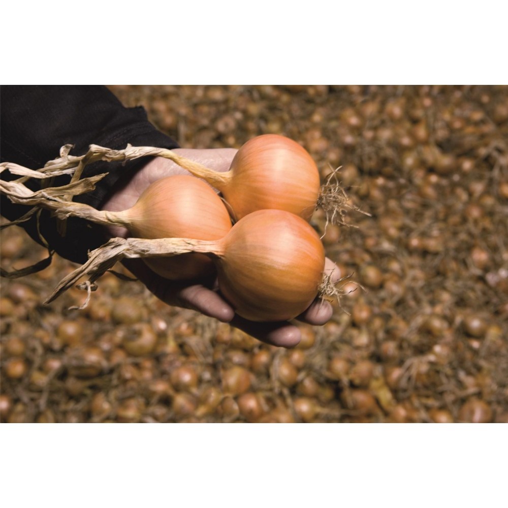 CEBULA HYPARK 250 TYS PREC. PRIMED