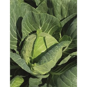 KAPUSTA BIAŁA THALYS 2,5TYS ST