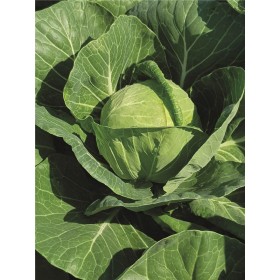 KAPUSTA BIAŁA THALYS 2,5TYS ST