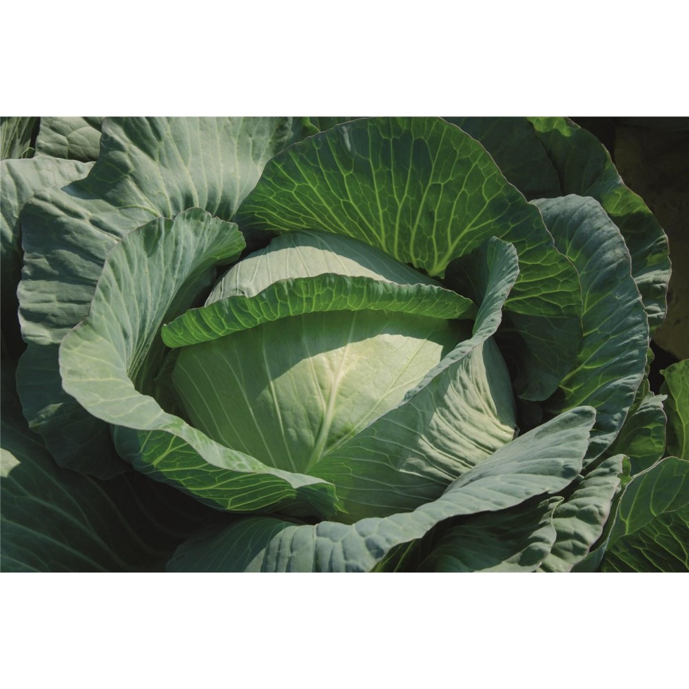 KAPUSTA BIAŁA PŁASKA NOKTA F1 PREC. ST