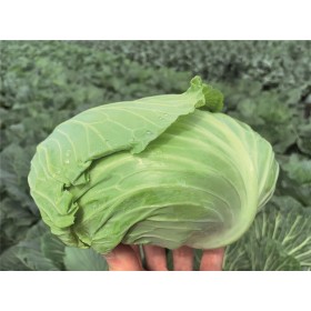 KAPUSTA BIAŁA PŁASKA RESPECTA F1 PREC. ST